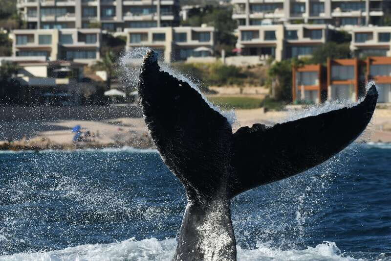 Cabo San Lucas: Up-Close Whale Watching Small-Group Tour - Getting ready: what to bring, and what to leave behind