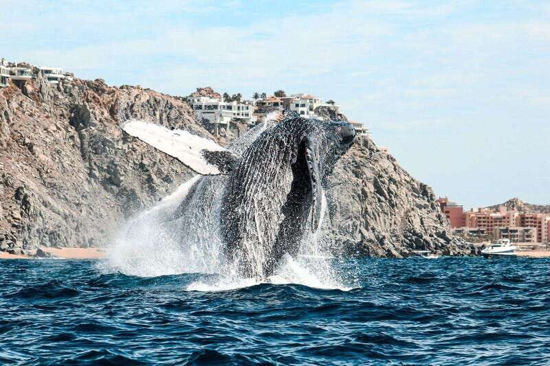 Cabo San Lucas: Up-Close Whale Watching Small-Group Tour - The small drawbacks to know before you go