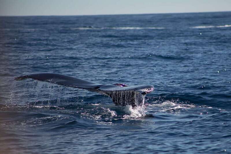 Cabo San Lucas: Whale Watching Breakfast Cruise - Key Highlights Worth Knowing