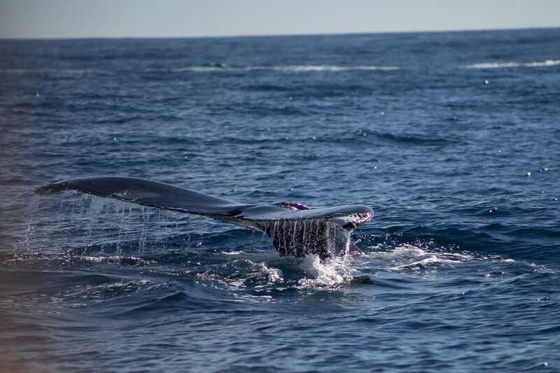 Cabo San Lucas: Whale Watching Breakfast Cruise - Whale Watching Guidelines: How to Think About the Sightings