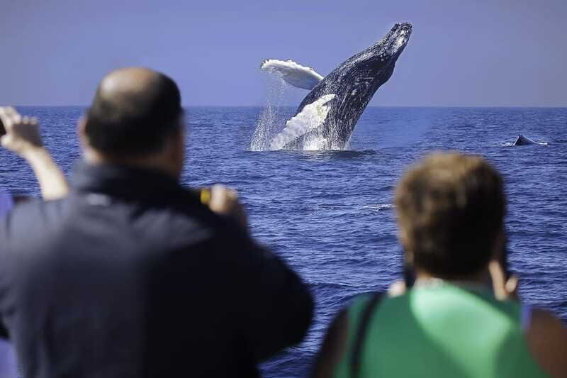 Cabo San Lucas: Whale Watching Breakfast Cruise - Breakfast Buffet: What’s Included and Why It Works on the Water
