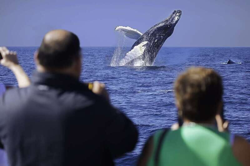 Cabo San Lucas: Whale Watching Breakfast Cruise - Meeting at La Terminal de Cabo: Where You Start and What to Plan For