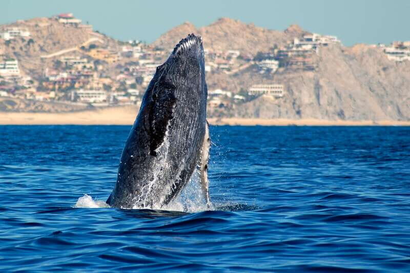 Cabo San Lucas: Whale Watching Catamaran Experience - Key Things That Make This Cabo Whale Catamaran Worth It