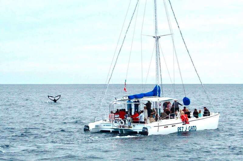 Cabo San Lucas: Whale Watching Catamaran Experience - Whales Off Los Cabos: Why This 2-Hour Catamaran Works