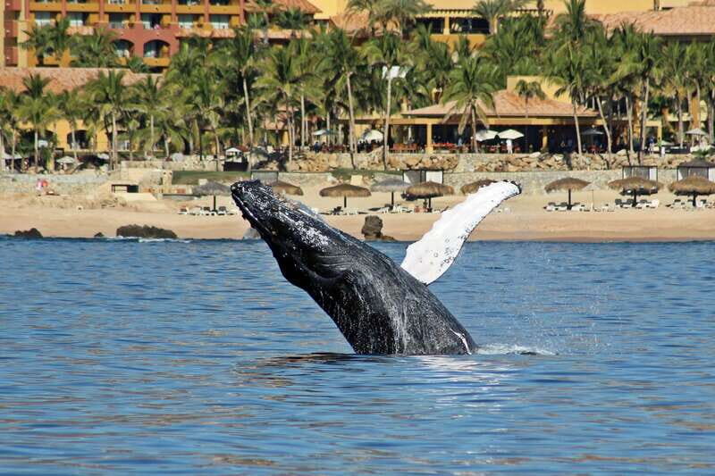 Cabo San Lucas: Whale Watching Experience on Catamaran - Key things to know before you go