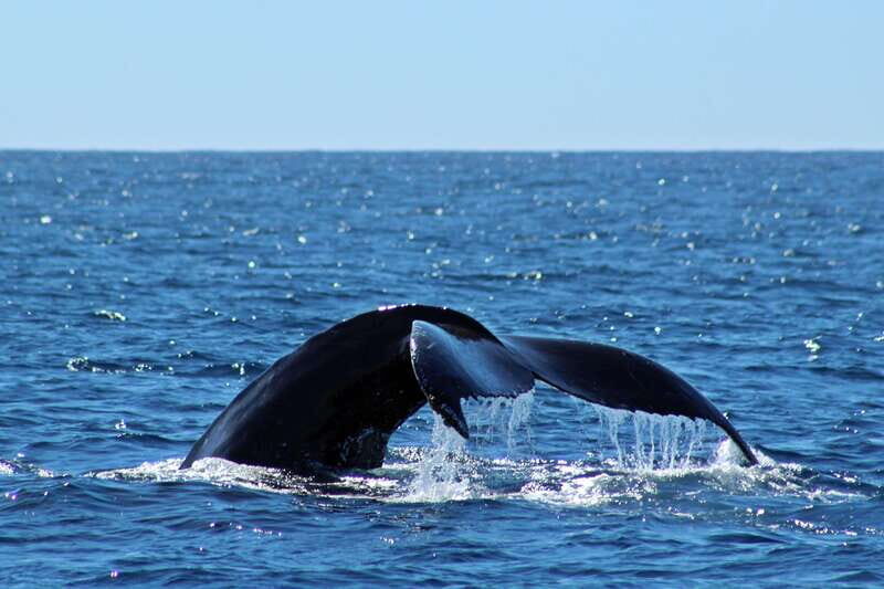 Cabo San Lucas: Whale Watching Experience on Catamaran - Where you’ll go: the Pacific waters off Los Cabos