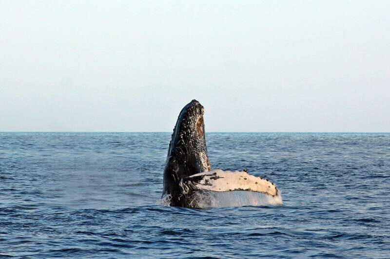 Cabo San Lucas: Whale Watching Experience on Catamaran - Hydrophones and whale songs: why the sound matters