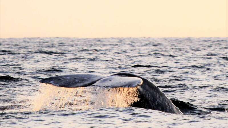 Cabo San Lucas: Whale Watching Experience on Catamaran - Sailing past Lover’s Beach, the Arch, and Land’s End