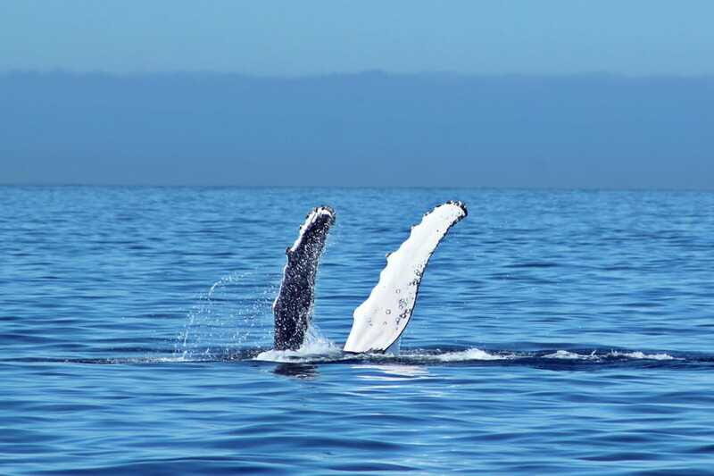Cabo San Lucas: Whale Watching Experience on Catamaran - Price and value: is $101 worth it for Cabo whale watching?