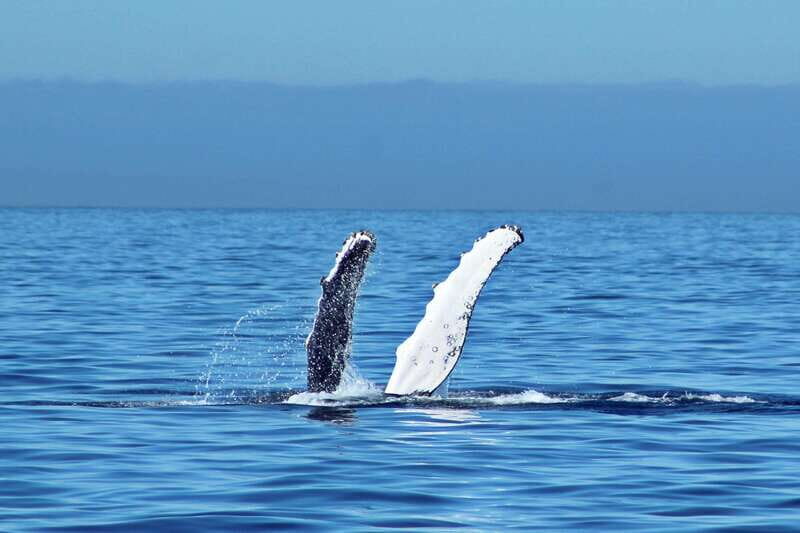 Cabo San Lucas: Whale Watching Experience on Catamaran - What happens on the catamaran during this whale watch