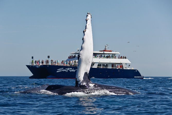 Cabo San Lucas Whale Watching Lunch Cruise - Price and value: what $115 buys you in Cabo