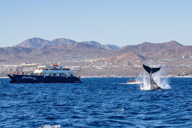 Cabo San Lucas Whale Watching Lunch Cruise - Boarding and boat comfort: cleanliness and layout matter