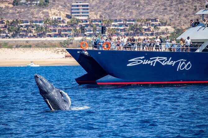 Cabo San Lucas Whale Watching Lunch Cruise - Lunch on the boat: Mexican buffet with real flavor