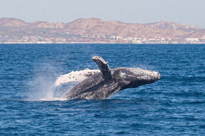 Cabo San Lucas Whale Watching Lunch Cruise - Music, dance floor, and the overall vibe back at the marina
