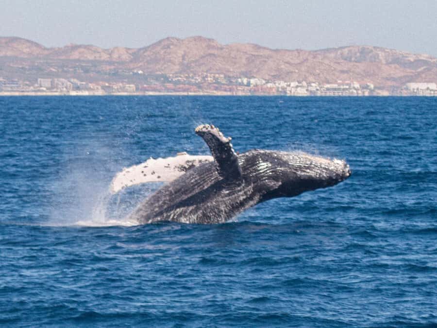 Cabo San Lucas: Whale Watching Tour with Buffet & Open Bar - Key things to know before you go