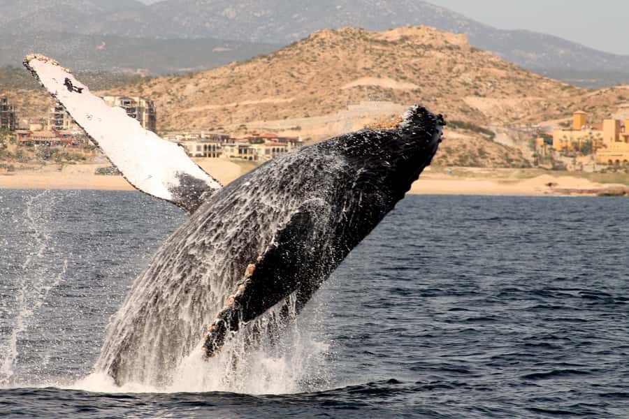 Cabo San Lucas: Whale Watching Tour with Buffet & Open Bar - Should You Book This Cabo Whale Watching Tour?
