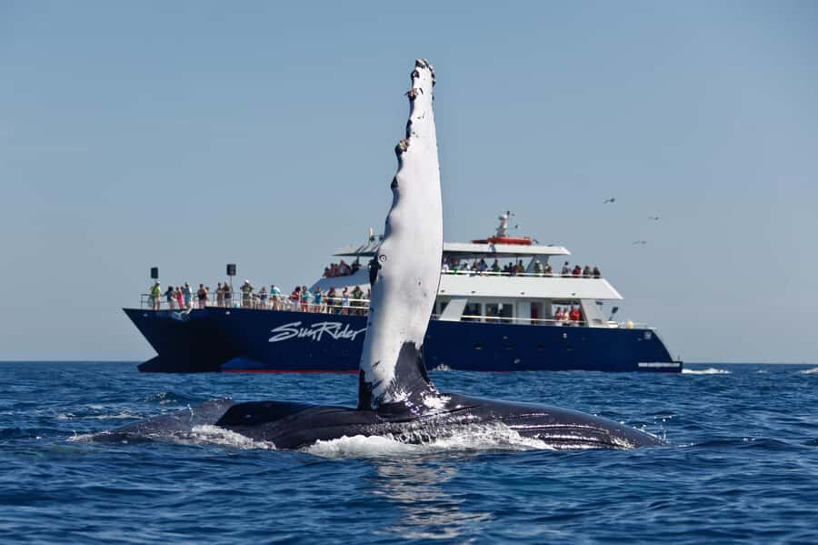 Cabo San Lucas: Whale Watching Tour with Buffet & Open Bar - Seeing Whales Near Cabo’s Coasts in Winter