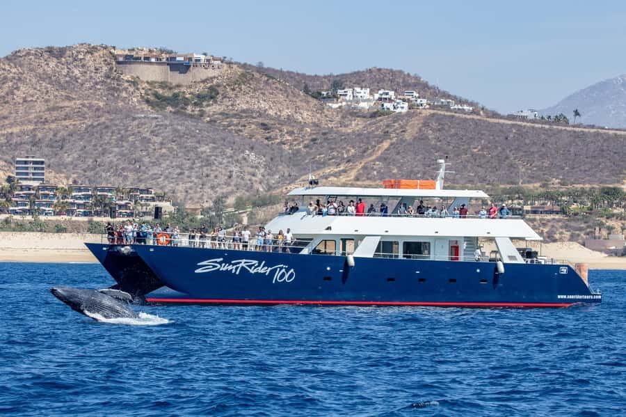 Cabo San Lucas: Whale Watching Tour with Buffet & Open Bar - Past the Arch of Cabo: Pelícano Rock, Playa del Amor, and Sea Lions