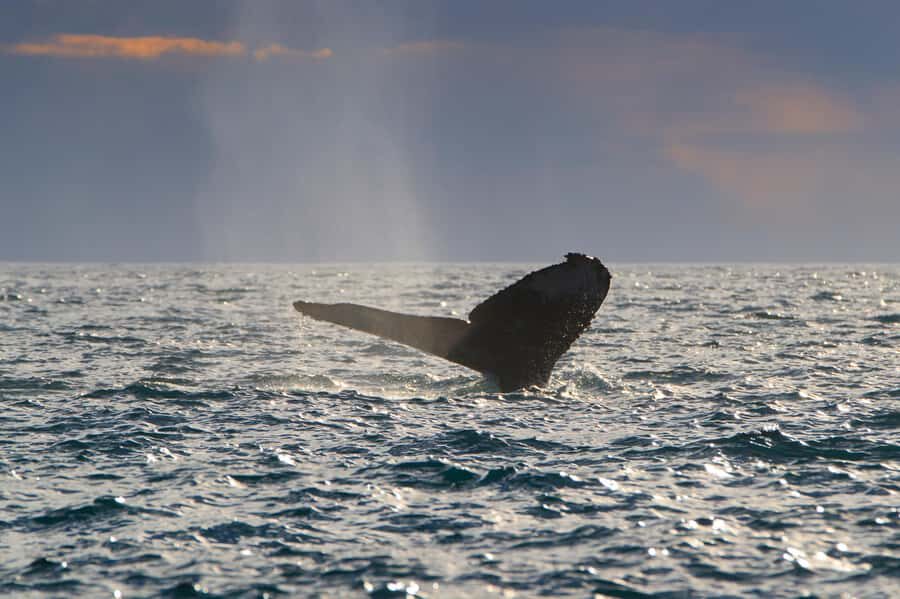 Cabo San Lucas: Whale Watching Tour with Buffet & Open Bar - Onboard Comfort: Food, Drinks, and Bathrooms That Make Whale Watching Easier