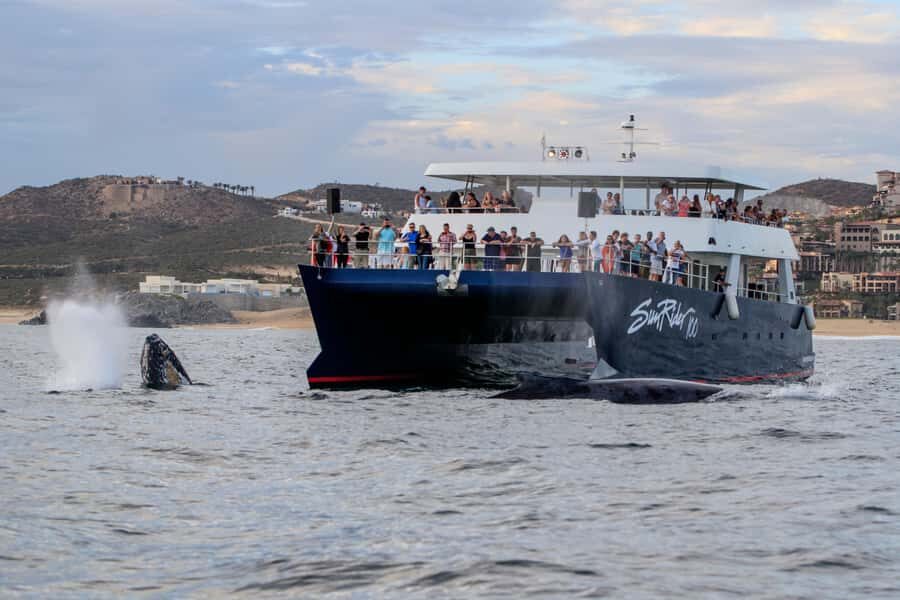 Cabo San Lucas: Whale Watching Tour with Buffet & Open Bar - Service and Captains: What Makes This Trip Feel Smooth
