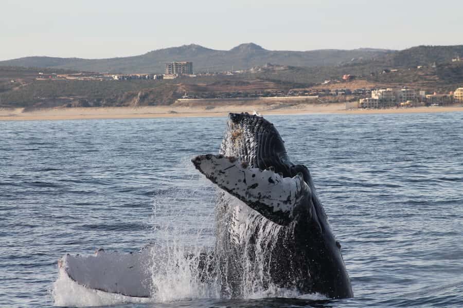 Cabo San Lucas: Whale Watching Tour with Buffet & Open Bar - Getting to the Marina and Boarding the 100-foot Green Tech Boat