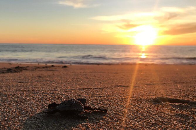 Cabo Turtle Release - Why a 4:00 pm Turtle Release Fits a Cabo Vacation