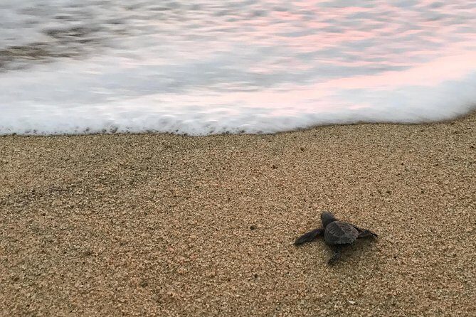 Cabo Turtle Release - On the Beach at Sunset: How the Hatchling Release Works
