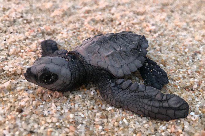 Cabo Turtle Release - Conservation Impact: Why Your Help Isn’t Just Symbolic
