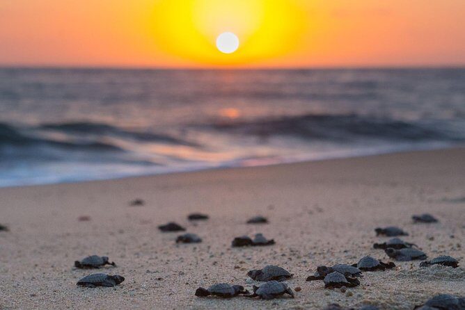 Cabo Turtle Release - What’s Included (and What You’ll Probably Want to Bring)