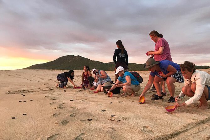 Cabo Turtle Release - Group Size and Atmosphere: Why Small Feels Better Here