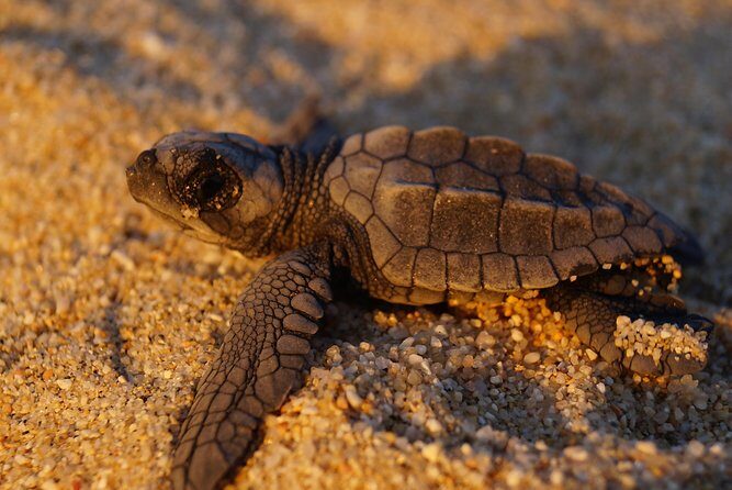 Cabo Turtle Release - Price and Value: Is $109 for 3 Hours Worth It?