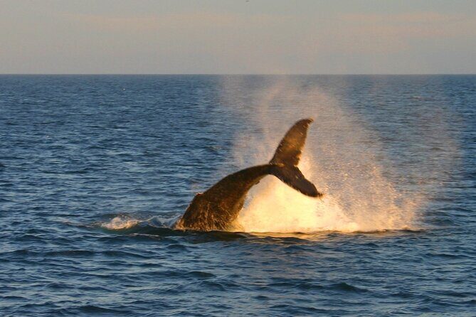 Cabo Whale Watch Three-Level Vessel and Majestic Arch - Breakfast Buffet + Open Bar: Why It’s Not Just a Side Bonus