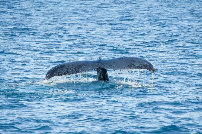 Cabo Whale Watch Three-Level Vessel and Majestic Arch - Price and Value: Does $95 Make Sense?