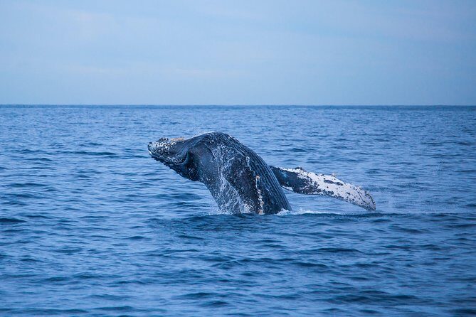 Cabo Whale Watch Three-Level Vessel and Majestic Arch - Getting There: Meeting Point and Timing That Matter
