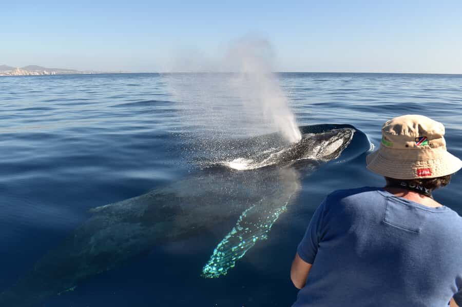 Cabo: Whale-Whatching Boat Trip w/ All-Women Crew and Photos - Key things I’d mark on your Cabo checklist