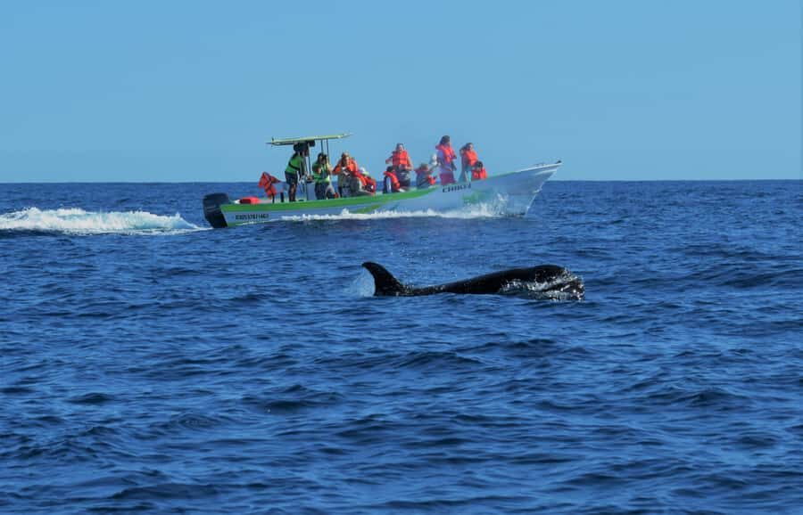 Cabo: Whale-Whatching Boat Trip w/ All-Women Crew and Photos - A 2-hour whale hunt from La Terminal de Cabo