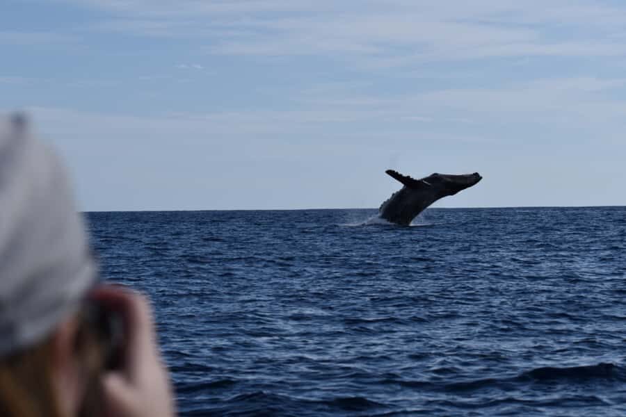 Cabo: Whale-Whatching Boat Trip w/ All-Women Crew and Photos - Where humpbacks show up: Pacific vs. Sea of Cortez