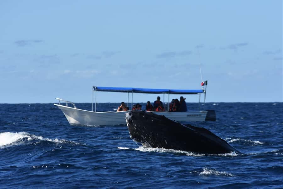 Cabo: Whale-Whatching Boat Trip w/ All-Women Crew and Photos - Whale watching value: why $91 can feel fair here