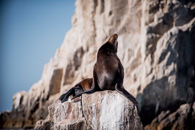 Cabo Wildlife Safari - Snorkeling included: gear, sea-life chances, and real expectations
