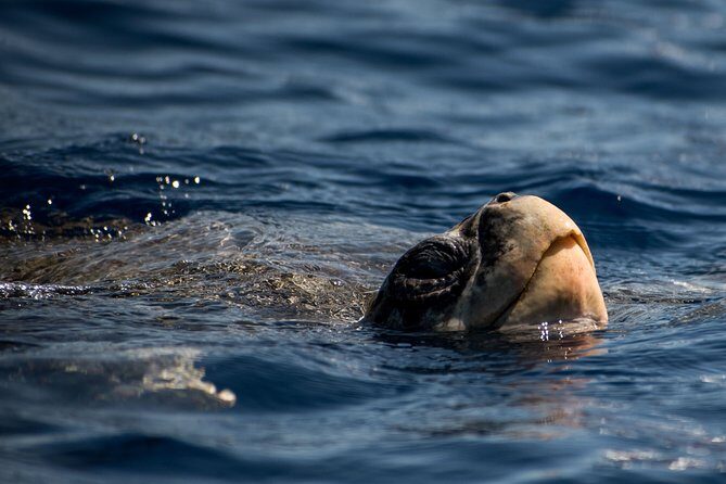 Cabo Wildlife Safari - Marine biologist guide: the difference between sightseeing and spotting
