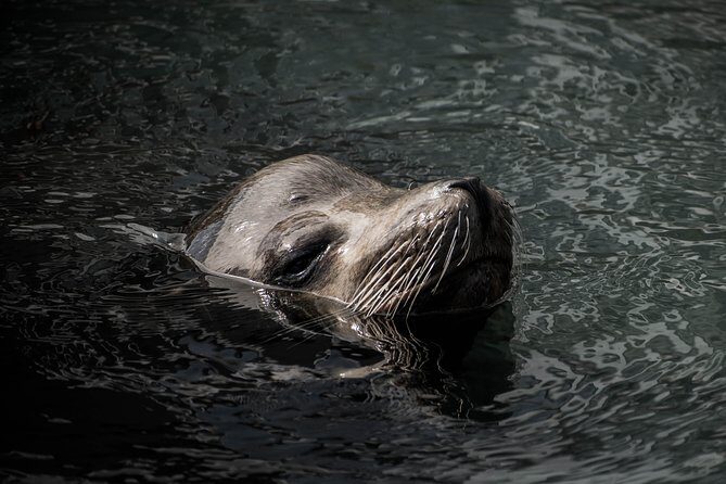 Cabo Wildlife Safari - Seasonal wildlife: whales and orcas (Nov–Apr) and mobula rays (May–Jun)