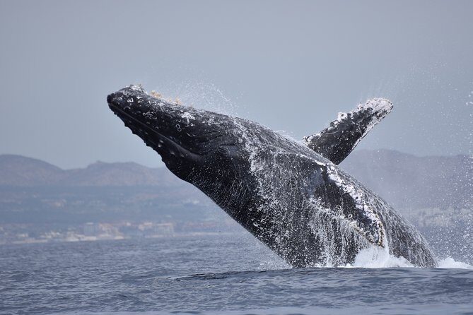 Cabo Wildlife Safari - Underwater stops and calm pace: what happens after the arch