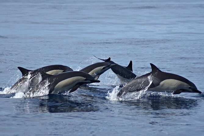 Cabo Wildlife Safari - What’s included (and what isn’t) so you can budget cleanly