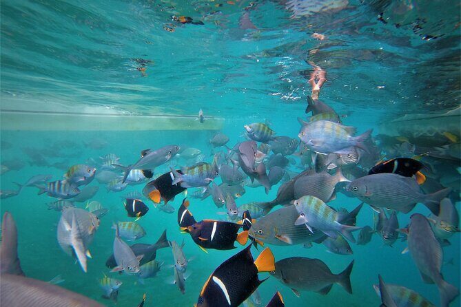 Cabo Wonders: Snorkeling at the Arch in Cabo - Key Highlights You’ll Actually Care About