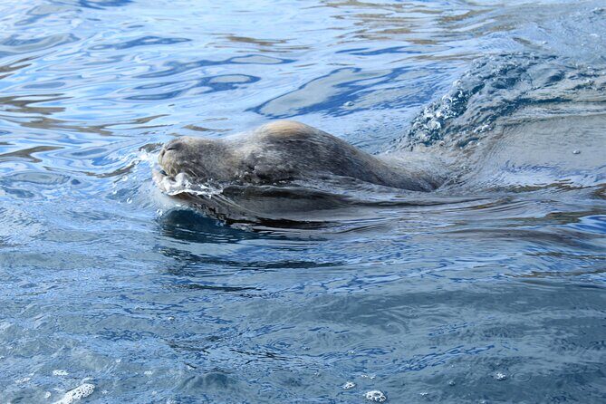 Cabo Wonders: Snorkeling at the Arch in Cabo - The Arch of Cabo San Lucas: Why the Boat Stop Is Worth It