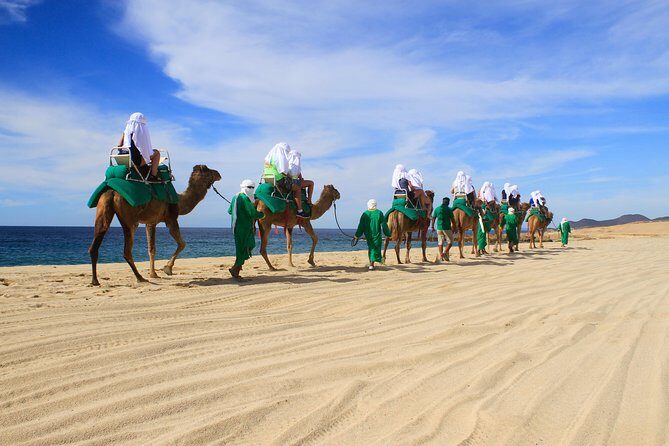 Camel Ride & Encounter at Los Cabos - Key Highlights You’ll Actually Notice