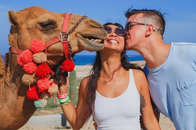 Camel Ride Experience in Los Cabos with Pick up and Lunch - Meet the Camels: The Hands-On Part You’ll Remember