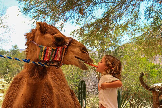 Camel Ride in the Canyon and Thrilling Water Slides and Snacks - Snacks and drinks: included food that actually keeps the day moving