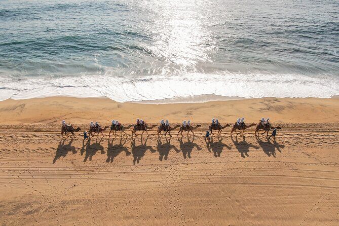 Camel riding experience on the shores of the Pacific Ocean - The 20-minute ride: sand dunes, desert plants, and Pacific Ocean views