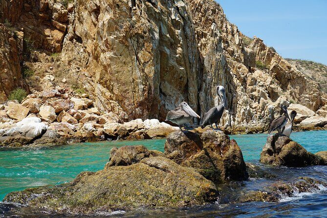 Clear Boat Ride in Los Cabos - Pickup, Meeting Point, and the Marina Reality Check